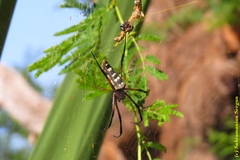 Trichonephila sumptuosa