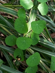 Stephania cephalantha