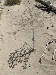 Mentzelia laevicaulis