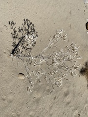 Mentzelia laevicaulis