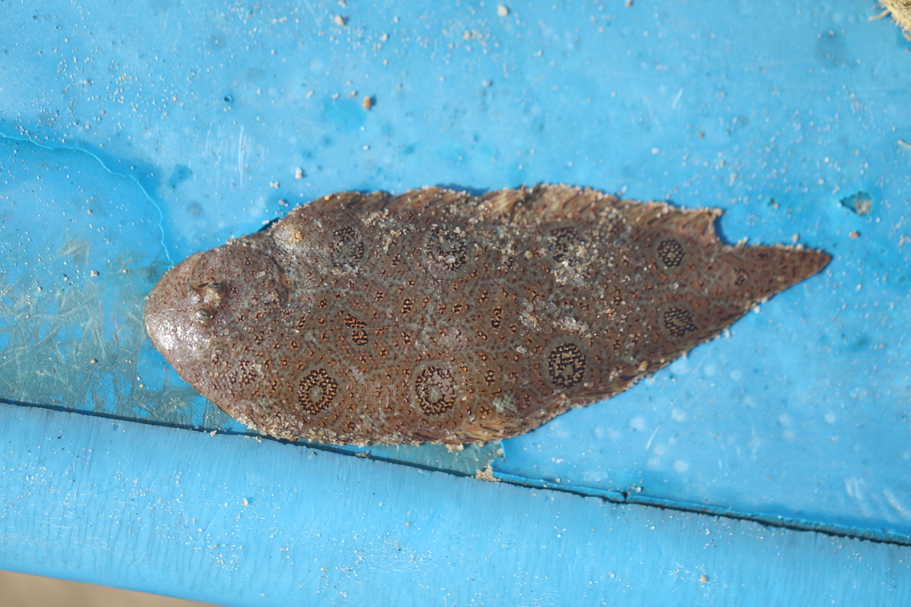 Eyespot sole (Heteromycteris oculus) — Soleidae