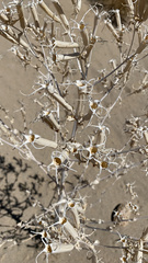 Mentzelia laevicaulis