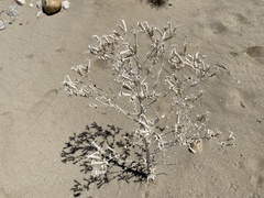 Mentzelia laevicaulis