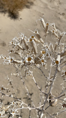 Mentzelia laevicaulis