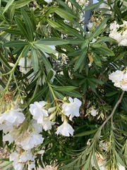 Nerium oleander