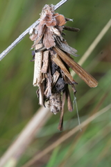 Canephora hirsuta