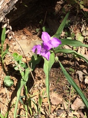 Tradescantia ernestiana