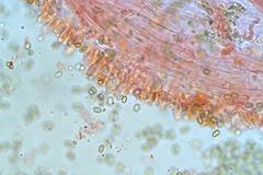 Pholiota squarrosipes