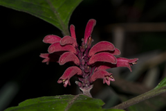 Phlogacanthus curviflorus