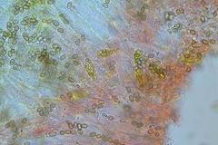 Pholiota squarrosipes