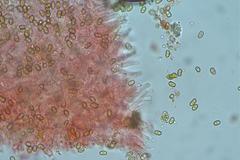 Pholiota squarrosipes