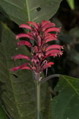 Phlogacanthus curviflorus