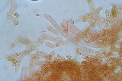 Pholiota squarrosipes