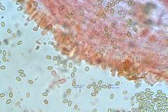 Pholiota squarrosipes