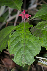Phlogacanthus curviflorus