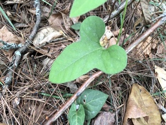 Aristolochia kaempferi