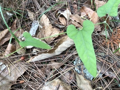 Aristolochia kaempferi