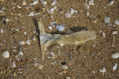 Malleus malleus