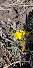 Potentilla concinna