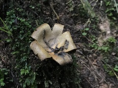 Lamprospora