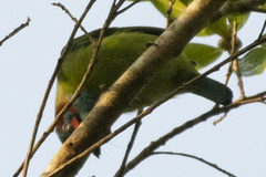 Psilopogon duvaucelii