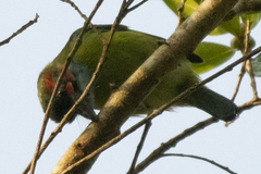 Psilopogon duvaucelii