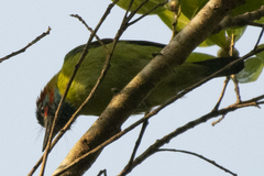 Psilopogon duvaucelii