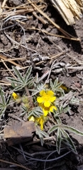 Potentilla concinna