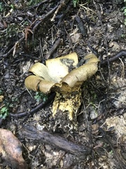 Lamprospora