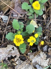 Chrysogonum