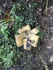 Lamprospora