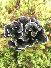 Phellodon sinclairii