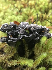 Phellodon sinclairii