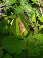 Leptostales rubromarginaria