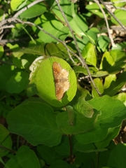 Leptostales rubromarginaria