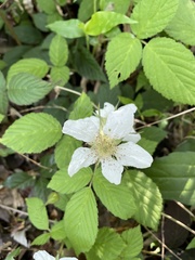 Rubus hirsutus