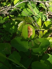 Leptostales rubromarginaria