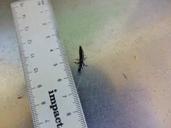 Thyreocephalus