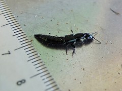 Thyreocephalus