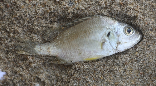 Pomadasys argyreus observed 2021-04-11