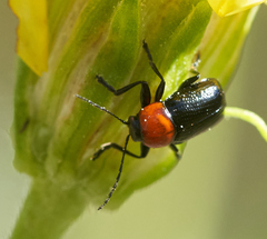 Cryptocephalus sanguinicollis