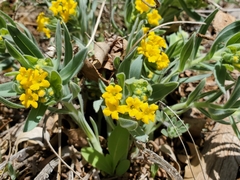 Lithospermum californicum