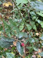 Rubus leucostachys