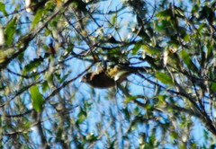 Cyanoloxia glaucocaerulea