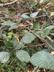 Rubus leucostachys