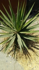 Agave maximiliana
