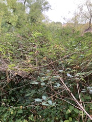 Rubus leucostachys