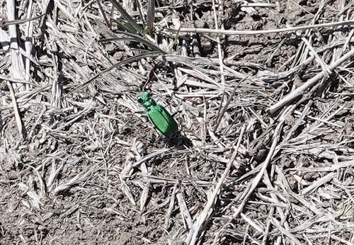 Green Claybank Tiger Beetle photo 3