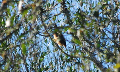 Cyanoloxia glaucocaerulea