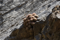 Mammillaria scrippsiana